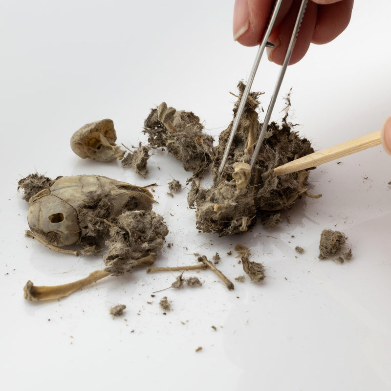 Barn Owl Pellets, Pack of 10 Extra Small Pellets and Bone Sorting Guide, Individually Foil Wrapped & Pre-Graded, Science Classroom Hands On Dissection Kit