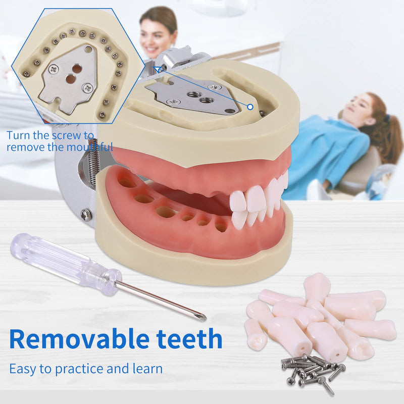 Dental Typodont Teeth Model - Removable Tooth Teach Practice Model Teaching Study Typodont Demonstration Model Come with a Small Screwdriver… 32 teeth