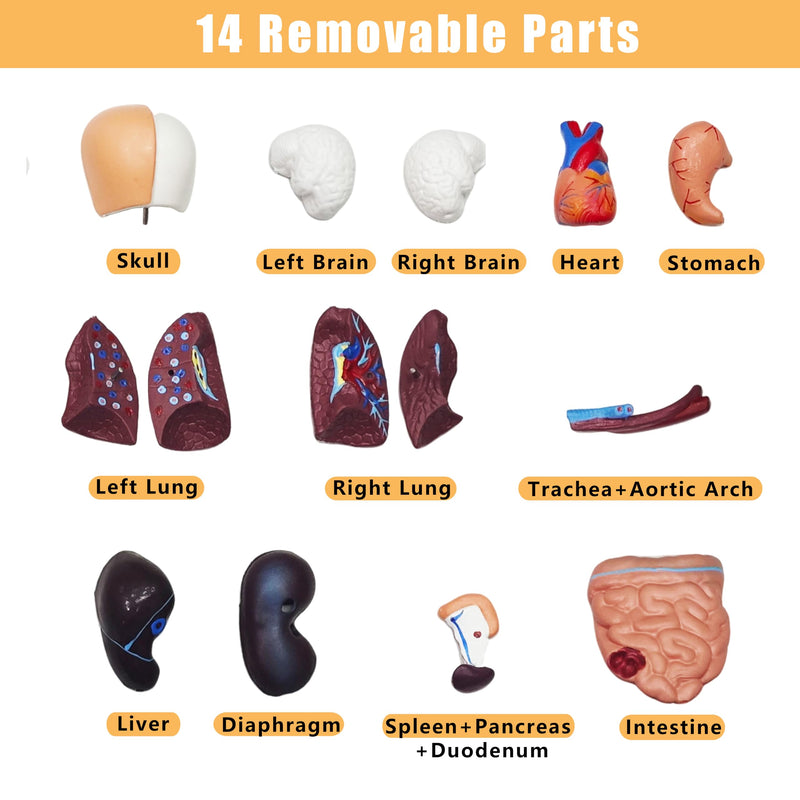 2026 New 11 inch Human Body Model for Kids, 15 Pcs Removable Human Torso Anatomy Model for Teaching, Students and Medical Education Display, with Product Manual