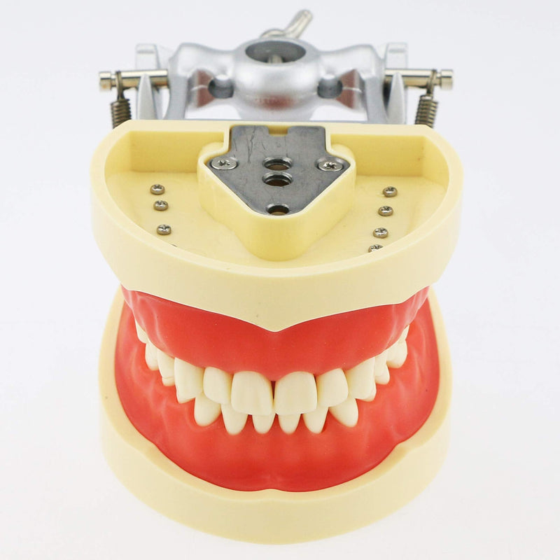 Dental Typodont Model Teaching Study Compatible with Kilgore Nissin 32 Removable Teeth and Simulation Cheek
