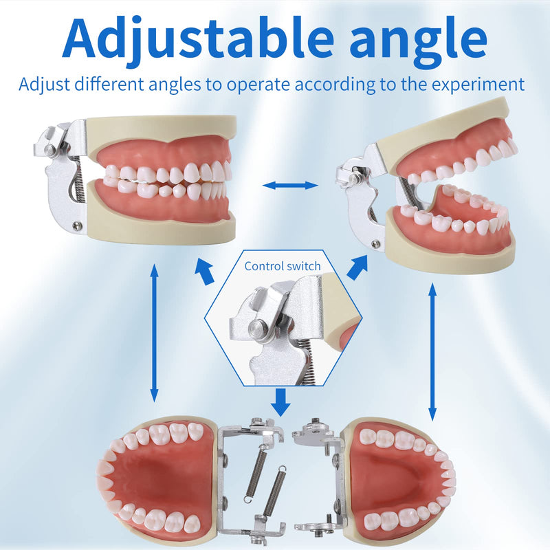 Dental Typodont Teeth Model - Removable Tooth Teach Practice Model Teaching Study Typodont Demonstration Model Come with a Small Screwdriver… 32 teeth