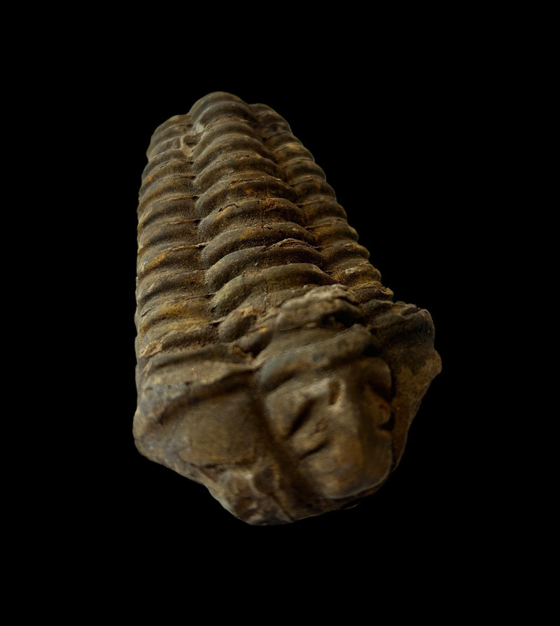 450 Million Yr Old Genuine Fossil Trilobite with Bonus Genuine Fossil Enchodus Tooth by Dinosaurs Rock