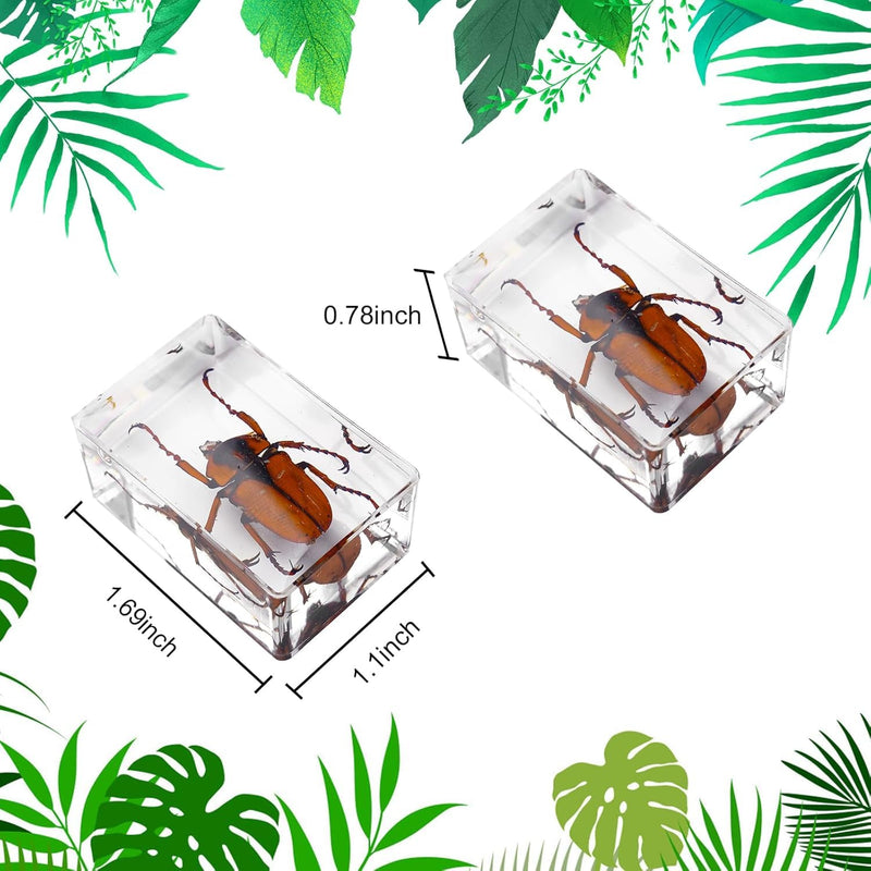 30 PCS Insect in Resin Specimen Bugs Collection Paperweights, Various Taxidermy Bugs Insect Preserved in Resin for Kids Scientific Educational Display Supplies