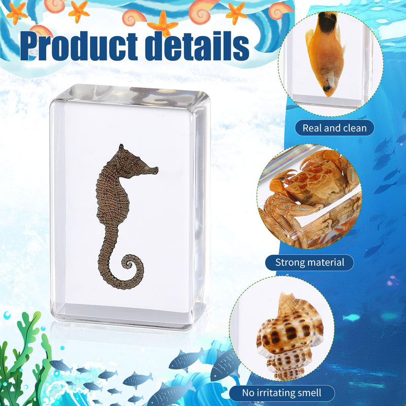 16 Pcs Ocean Animal Insect in Resin Specimen Bugs Collection Paperweights，16 Styles Real Bug Specimen Bug Kit Preserved in Resin for Scientific Educational Display Supplies (Ocean)