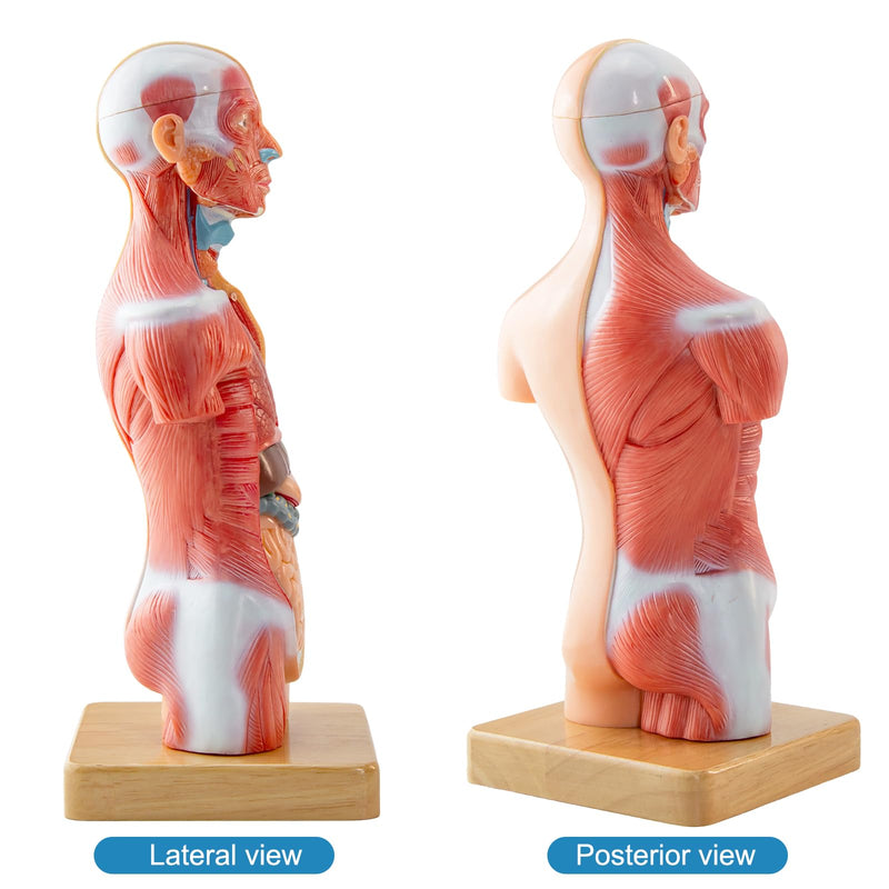 Human Body Model for Anatomy Study, 15 Part 11'' Human Torso Model with Removable Organs Brain Lung Stomach Heart for Medical Student Lab & Classroom Use