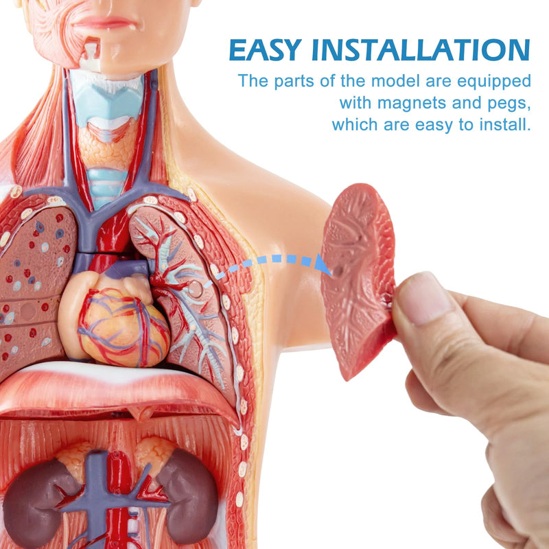 Human Body Model for Anatomy Study, 15 Part 11'' Human Torso Model with Removable Organs Brain Lung Stomach Heart for Medical Student Lab & Classroom Use