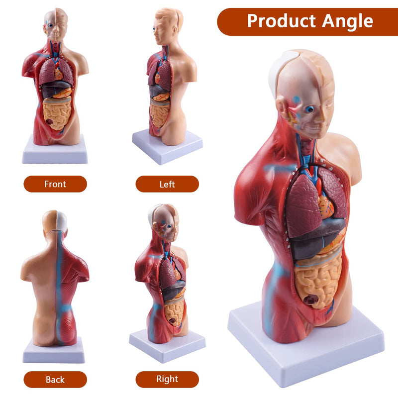 breesky 10.5inch Medical Torso Human Body Model Anatomy Doll 15 Removable Parts Education Organs Model for Teaching Study Class Students 10.5 inch 15 Part Human Torso Model