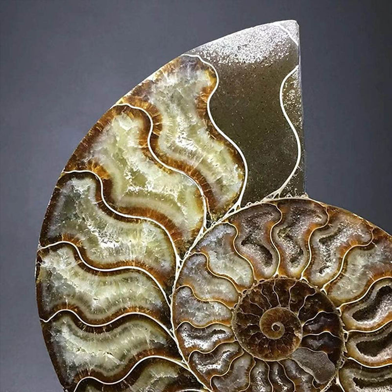 Natural Beautiful Ammonite Fossil Conch Specimen Collectibles Home Decor Gifts Ornament (6-7in) 6-7in