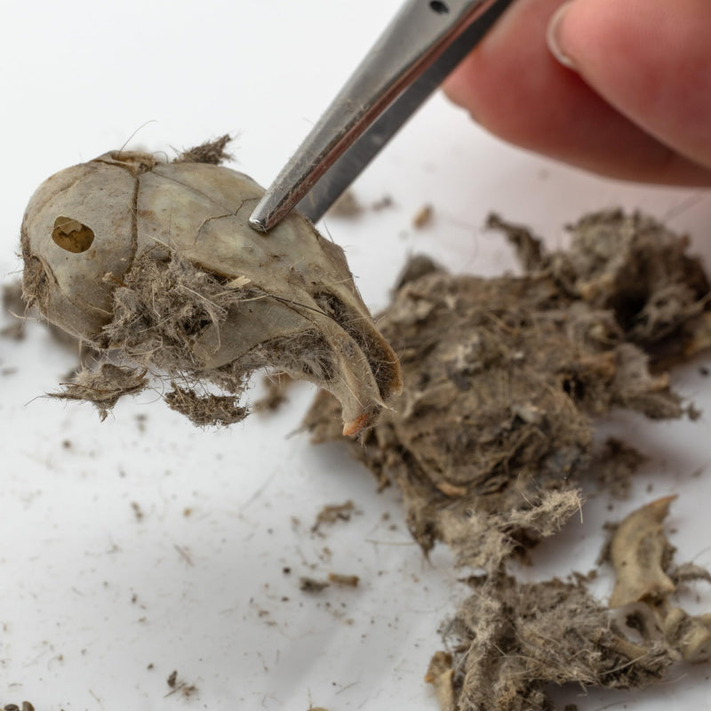 Barn Owl Pellets, Pack of 20 Large Pellets and Bone Sorting Guide, Individually Foil Wrapped & Pre-Graded, Science Classroom Hands On Dissection Kit