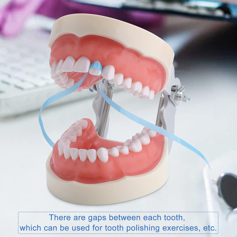 Typodont Teeth Model - Dental Practice Typodont Model with Removable Kilgore Typodont Teeth and a Small Screwdriver 32 teeth model