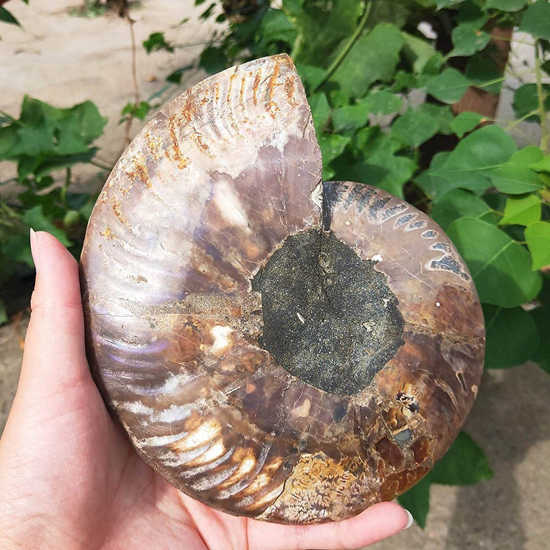 Natural Beautiful Ammonite Fossil Conch Specimen Collectibles Home Decor Gifts Ornament (6-7in) 6-7in