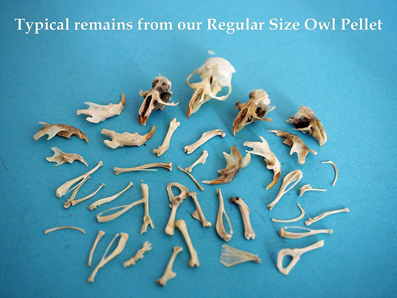 Barn Owl Pellets, Pack of 20 Large Pellets and Bone Sorting Guide, Individually Foil Wrapped & Pre-Graded, Science Classroom Hands On Dissection Kit