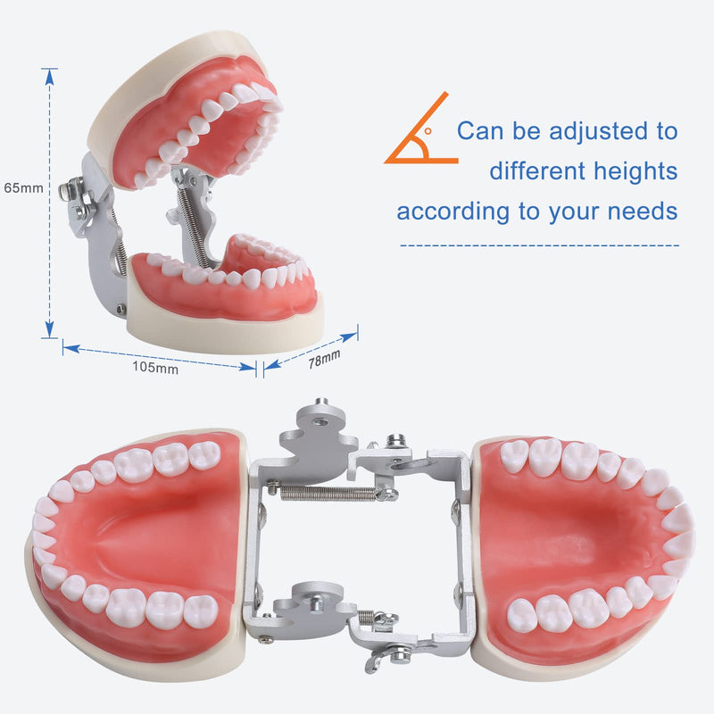 Typodont Teeth Model - Dental Practice Typodont Model with Removable Kilgore Typodont Teeth and a Small Screwdriver 32 teeth model