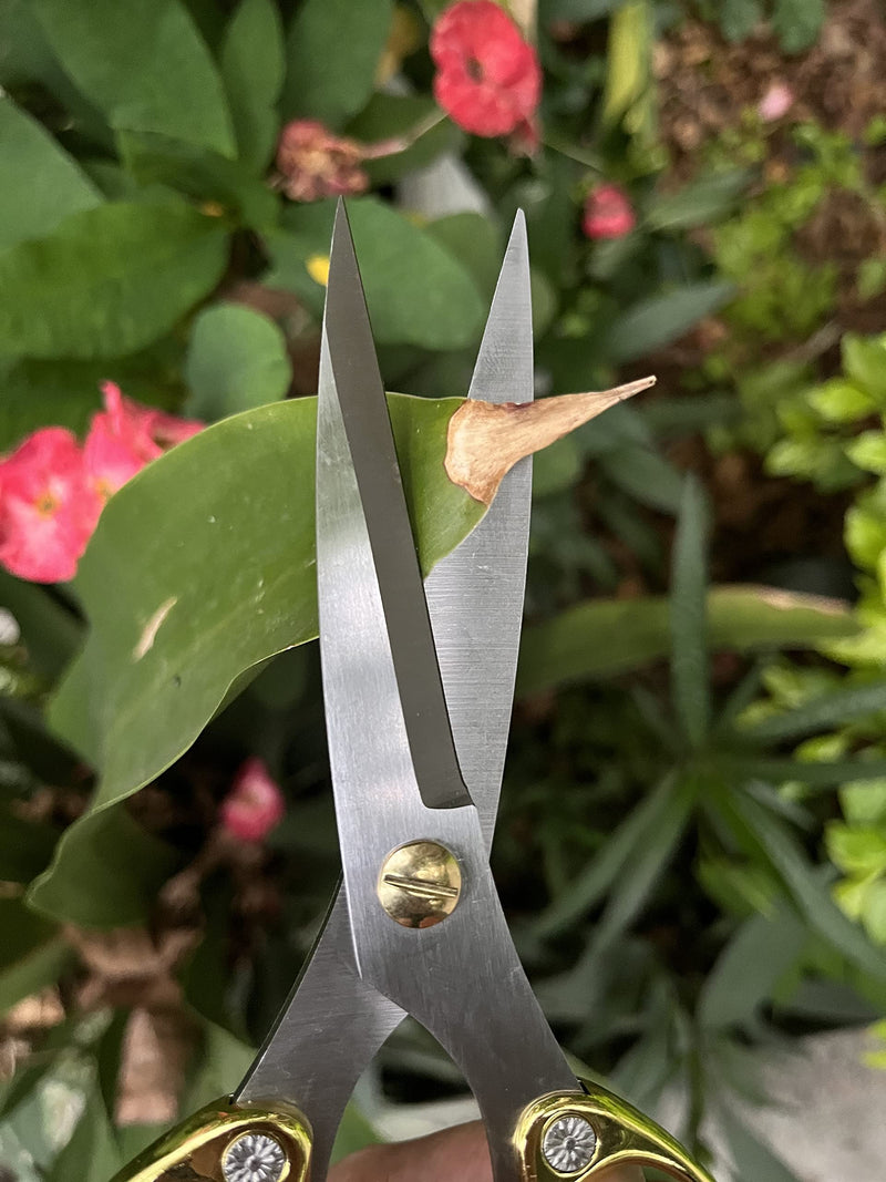 Japanese Garden Clippers, Houseplant plant shears, Floral Pruner Botanical Flower Stem scissors, Gardening Shears with Straight Stainless Steel Blades, Easy Use Garden Tools (golden-k26) golden-k26