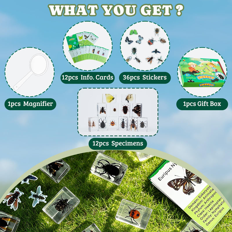 12 PCS Real Insect Resin Specimen, Science Education Bug Collection | Preserved Butterflies & Beetles, Stickers & Knowledge Cards, Kids Gift for Preschool Classroom Learning & Oddities Collectors