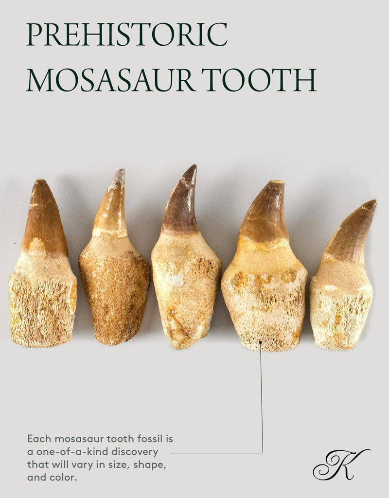 KALIFANO Authentic Fossilized Prehistoric Mosasaur Tooth from Morocco - Mosasaurus Teeth for Fossil Collections and Education Purposes (Information Card Included)