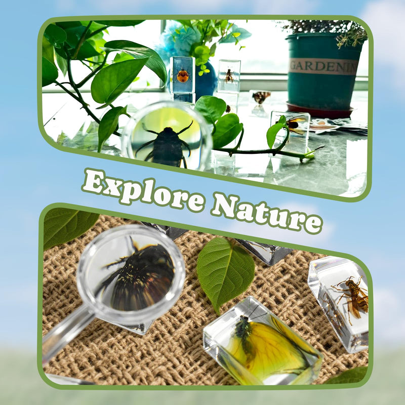 12 PCS Real Insect Resin Specimen, Science Education Bug Collection | Preserved Butterflies & Beetles, Stickers & Knowledge Cards, Kids Gift for Preschool Classroom Learning & Oddities Collectors
