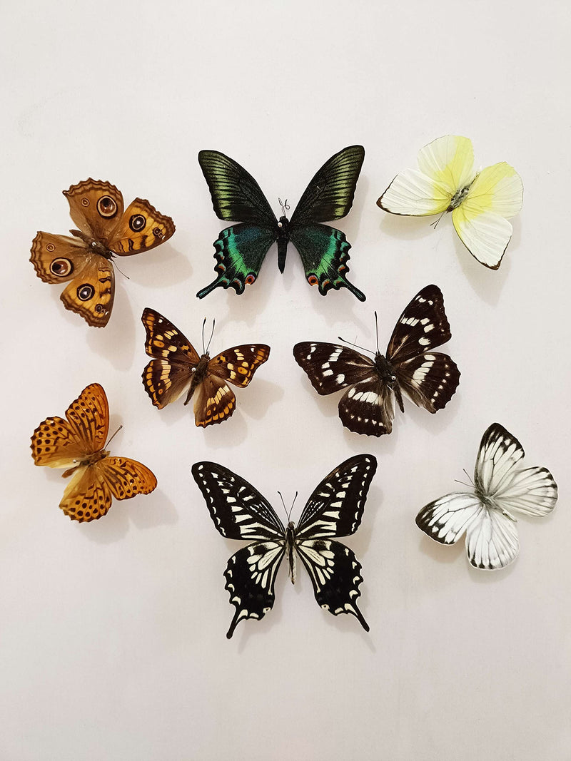 15 pcs of Real Dried Dead Butterflies with Spread Wings Shaped, Natural unmounted Butterfly specimens for Art, Decorations, Taxidermy and Gifts for Kids and Family(15 Pcs Butterfly) 15 Pcs Butterfly （No Frame）