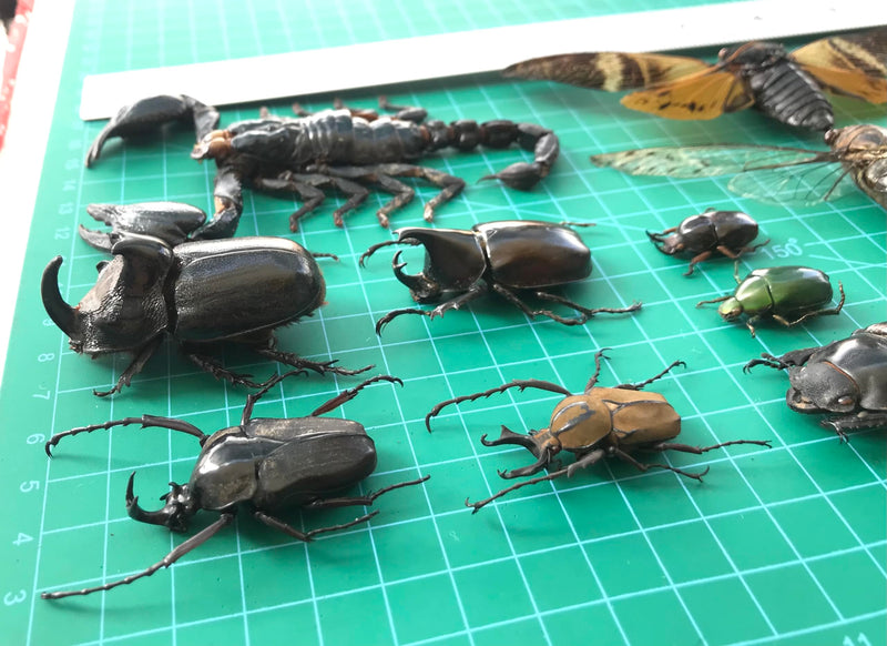 15 Real Beetle Bee Cicada Scorpion Preserved Specimen Dried Insect Dead Bug Unmounted Raw Oddity Taxidermy Entomology Artwork Creepy Spooky Curiosities Home Decor Bug Preserved BOSET10 15 Real Beetle