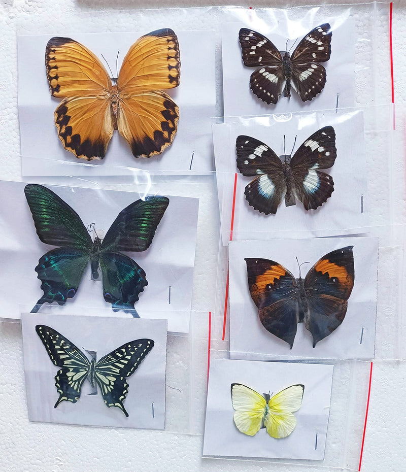 15 pcs of Real Dried Dead Butterflies with Spread Wings Shaped, Natural unmounted Butterfly specimens for Art, Decorations, Taxidermy and Gifts for Kids and Family(15 Pcs Butterfly) 15 Pcs Butterfly （No Frame）