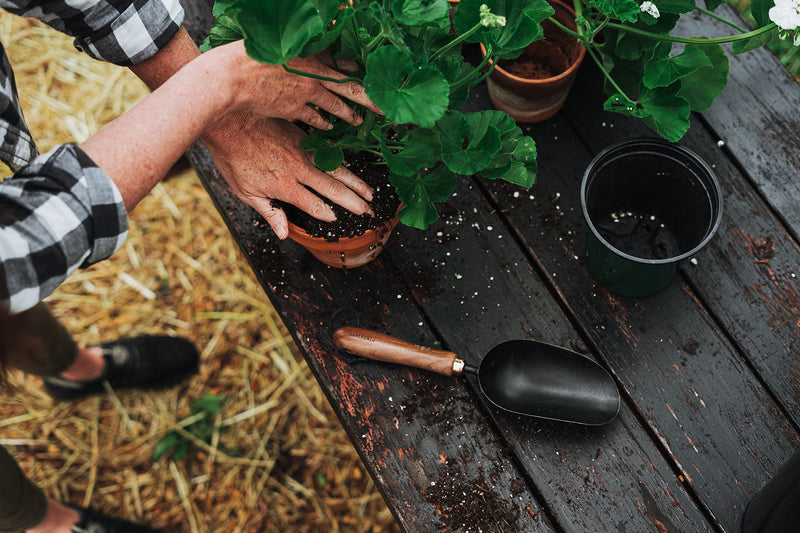 Barebones Garden Scoop - Garden Spoon - Stainless Steel Small Hand Shovel for Transplanting, Digging, and Planting - Great Home Gardening Hand Tools (Walnut/Black) Walnut/Black