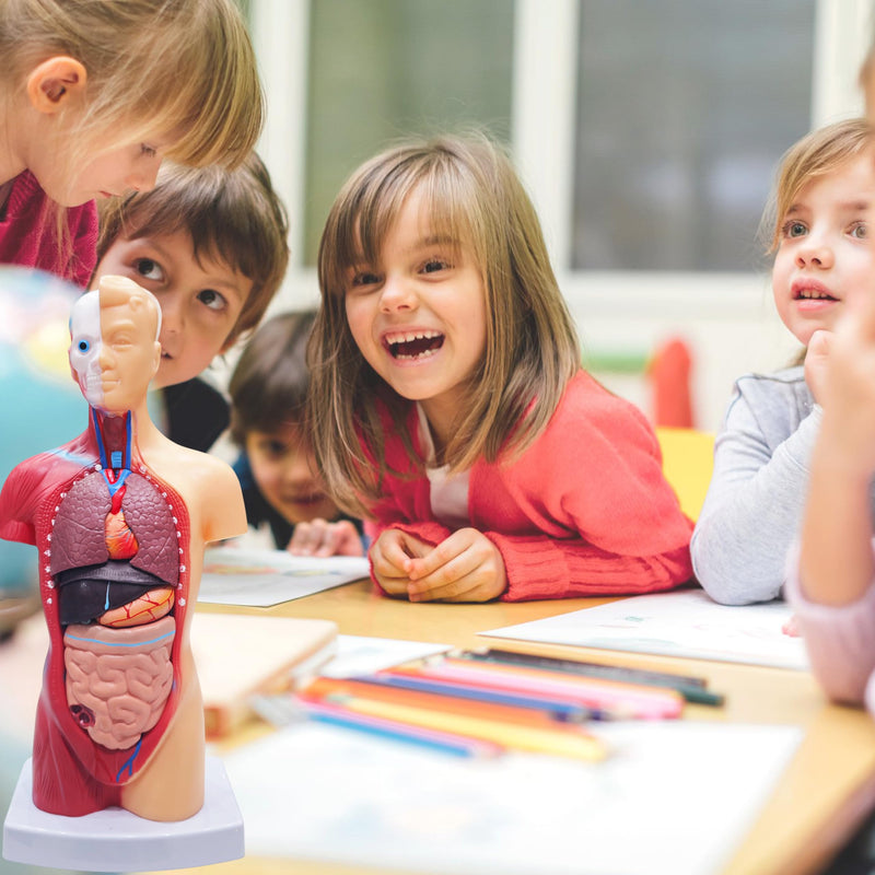 2026 New 11 inch Human Body Model for Kids, 15 Pcs Removable Human Torso Anatomy Model for Teaching, Students and Medical Education Display, with Product Manual