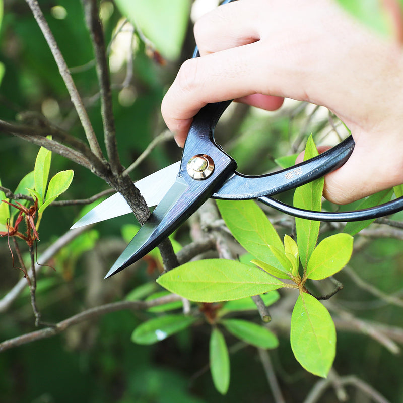 KAKURI Bonsai Scissors Made in Japan 7", Japanese Carbon Steel Blade, Okubo Shears for Bonsai and Garden Use