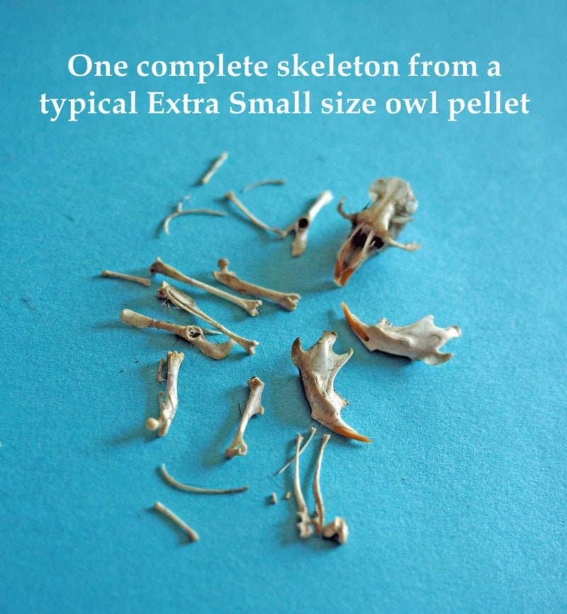 Barn Owl Pellets, Pack of 10 Extra Small Pellets and Bone Sorting Guide, Individually Foil Wrapped & Pre-Graded, Science Classroom Hands On Dissection Kit