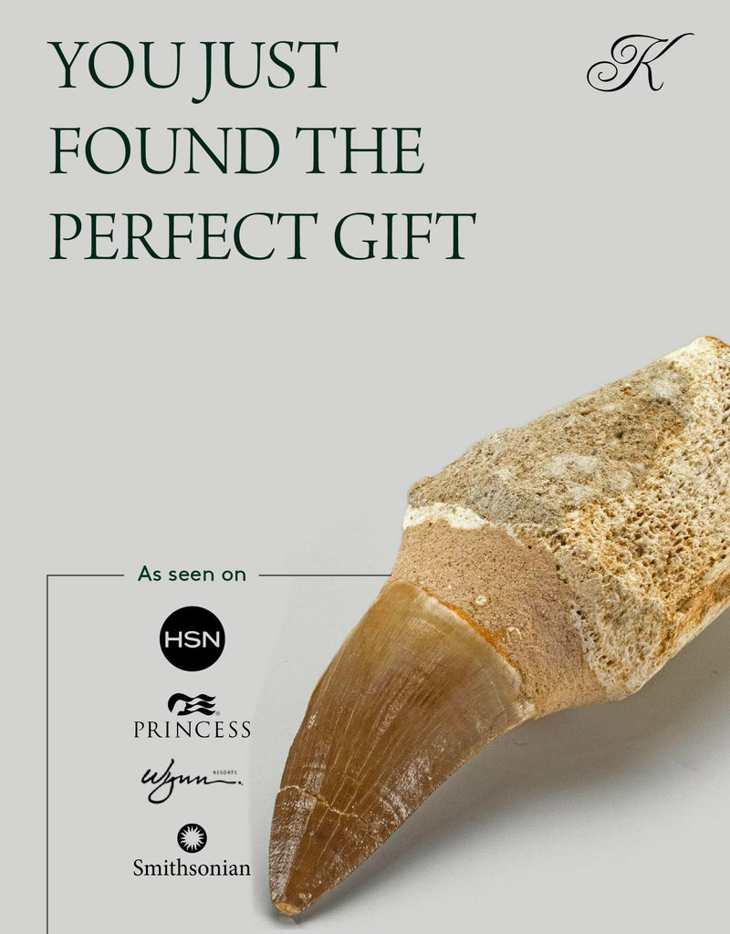KALIFANO Authentic Fossilized Prehistoric Mosasaur Tooth from Morocco - Mosasaurus Teeth for Fossil Collections and Education Purposes (Information Card Included)