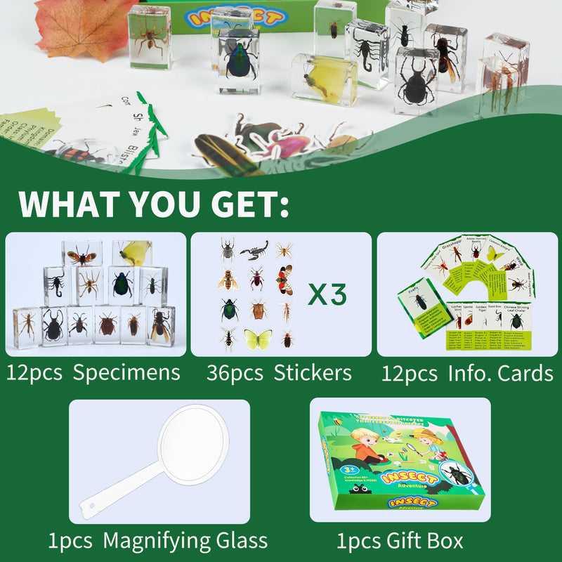 Insect in Resin Specimen, 12 PCS Scientific Educational Bugs Collection, Real Specimens of Various Butterflies and Beetles Preserved, Stickers, Science Classroom Preschool Display(Total 61pcs)