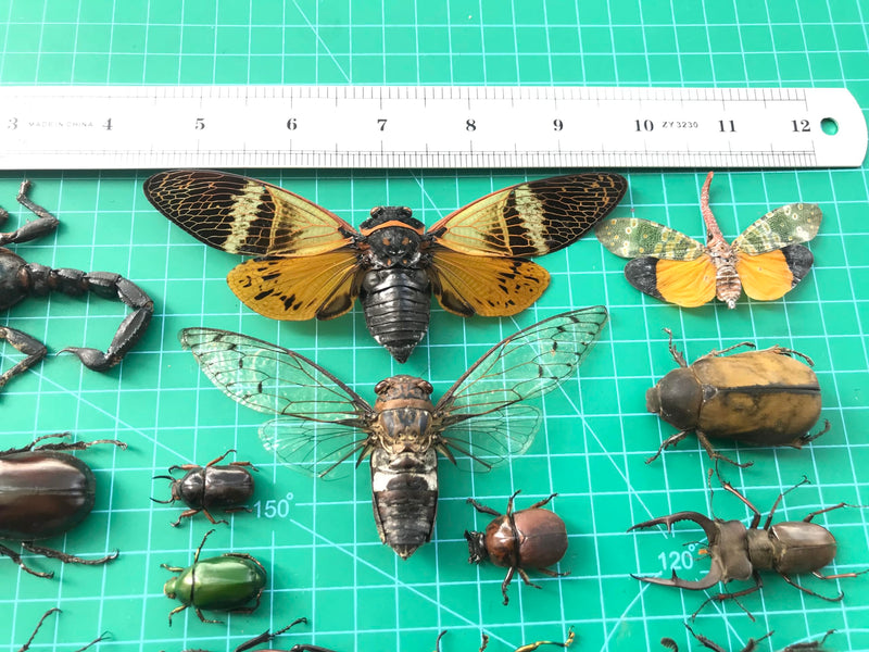 15 Real Beetle Bee Cicada Scorpion Preserved Specimen Dried Insect Dead Bug Unmounted Raw Oddity Taxidermy Entomology Artwork Creepy Spooky Curiosities Home Decor Bug Preserved BOSET10 15 Real Beetle