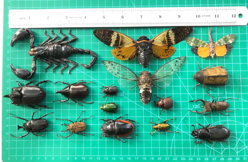 15 Real Beetle Bee Cicada Scorpion Preserved Specimen Dried Insect Dead Bug Unmounted Raw Oddity Taxidermy Entomology Artwork Creepy Spooky Curiosities Home Decor Bug Preserved BOSET10 15 Real Beetle
