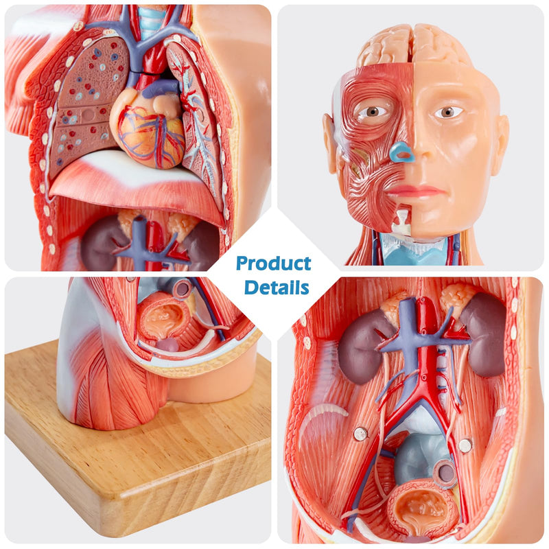 Human Body Model for Anatomy Study, 15 Part 11'' Human Torso Model with Removable Organs Brain Lung Stomach Heart for Medical Student Lab & Classroom Use