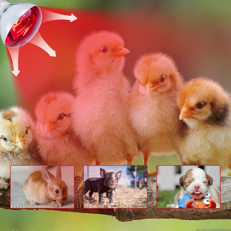 3 Pack 250W Heat Lamp Bulbs for Chicks, R40 Brooder Heat Lamp for Chickens, Infrared Reflector Heat Bulbs for Brooder Heater, Incandescent Heating Bulb for Pet, Bathroom, Food 250 Watts 3 Pack