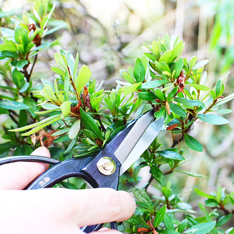 KAKURI Bonsai Scissors Made in Japan 7", Japanese Carbon Steel Blade, Okubo Shears for Bonsai and Garden Use
