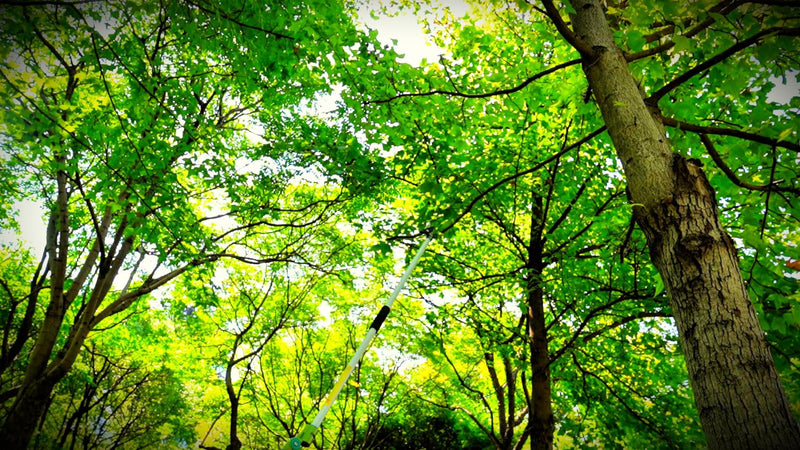 GARTOL Cut & Hold Pole Pruner, 4.2 FT Lightweight Fruit Picker with 180° Rotating Handle, SK5 Steel Blade Cuts up to 1/2 Inch, Long Reach Garden Tree Trimmer & Branch Cutter for Shrubs, Bushes