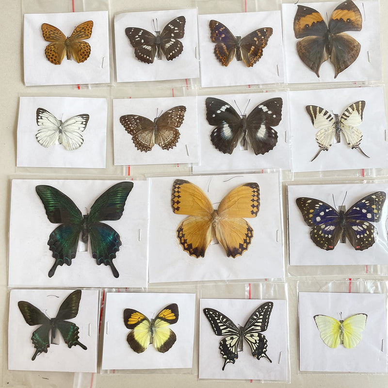 15 pcs of Real Dried Dead Butterflies with Spread Wings Shaped, Natural unmounted Butterfly specimens for Art, Decorations, Taxidermy and Gifts for Kids and Family(15 Pcs Butterfly) 15 Pcs Butterfly （No Frame）
