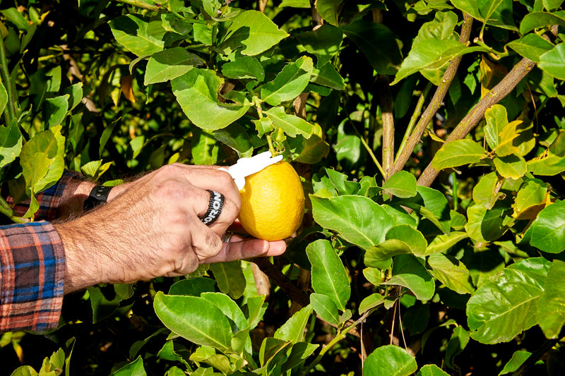 Corona AG 5010 Lemon Shear