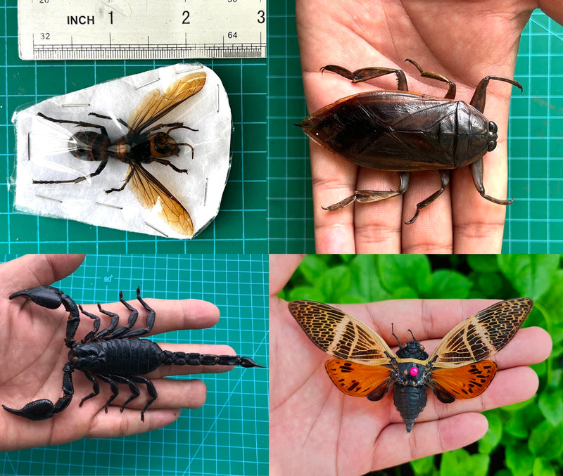 15 Real Beetle Bee Cicada Scorpion Preserved Specimen Dried Insect Dead Bug Unmounted Raw Oddity Taxidermy Entomology Artwork Creepy Spooky Curiosities Home Decor Bug Preserved BOSET10 15 Real Beetle