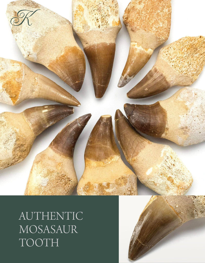 KALIFANO Authentic Fossilized Prehistoric Mosasaur Tooth from Morocco - Mosasaurus Teeth for Fossil Collections and Education Purposes (Information Card Included)