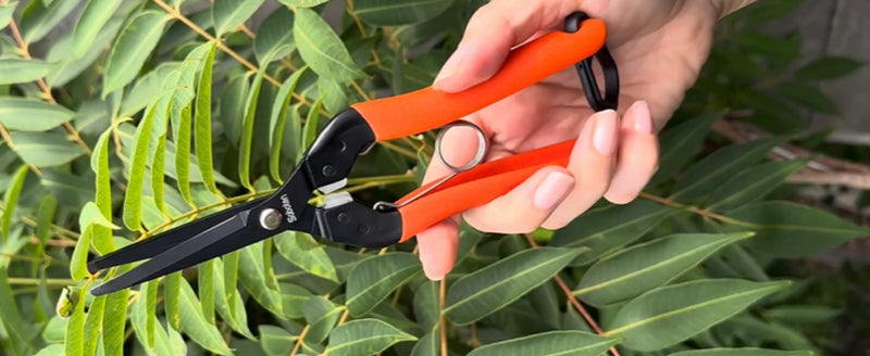 Saboten 7.9" Professional Japanese Harvesting Shears – Straight Blade, Stainless Steel with Fluorine Coating, Spring-Loaded, Ergonomic Grip – forest Originals, Made in Japan