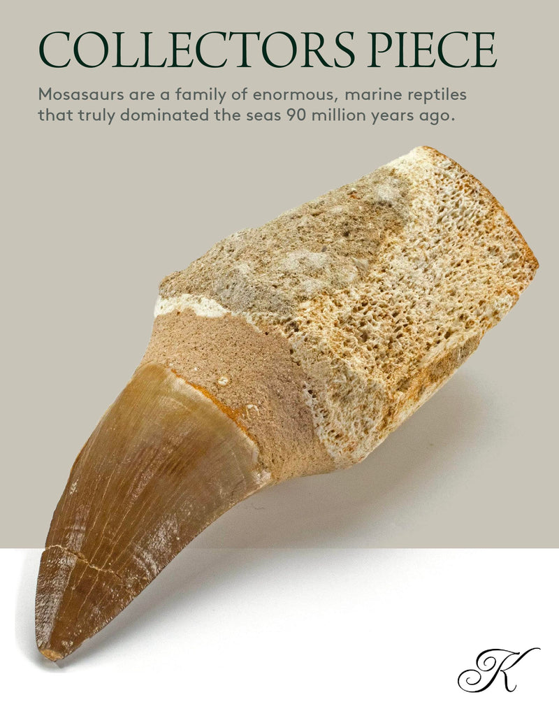 KALIFANO Authentic Fossilized Prehistoric Mosasaur Tooth from Morocco - Mosasaurus Teeth for Fossil Collections and Education Purposes (Information Card Included)