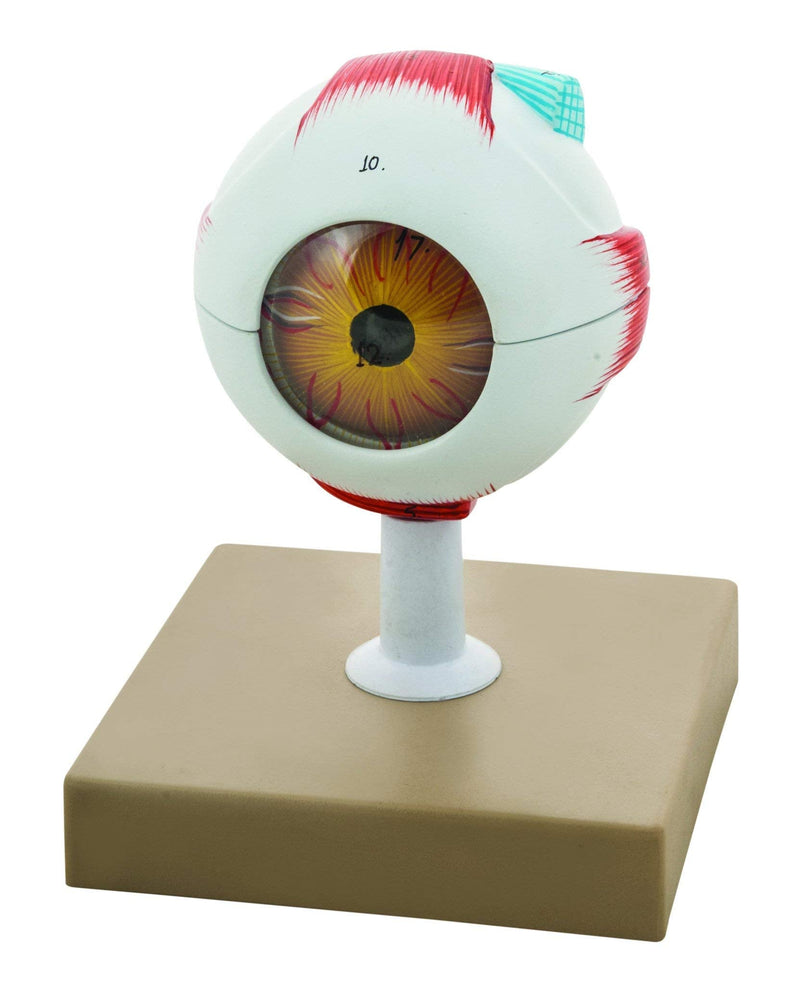EISCO Human Eye Model - 3X Enlarged - 7 Parts Labs
