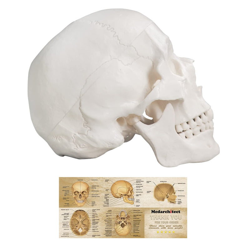 Human Skull Model, Life Size 3-Part Anatomical Model with Removable Skull Cap and Articulated Mandible for Medical Student Human Anatomy Study Course White Skull