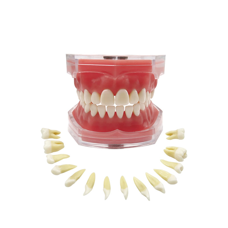 Standard Dental Demonstration, YOUYA DENTAL Teeth Model Teaching Model Study Tool Soft Gums Teaching Dental Mode with 28 Removable Teeth Red Gum-28 removable