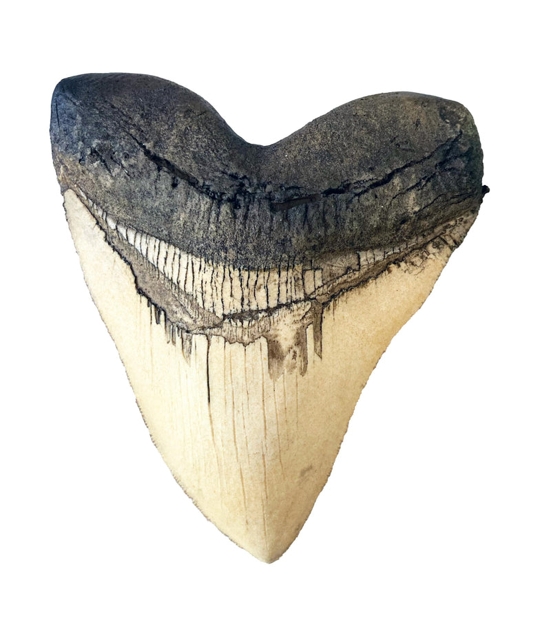 Megalodon Giant Shark Tooth White