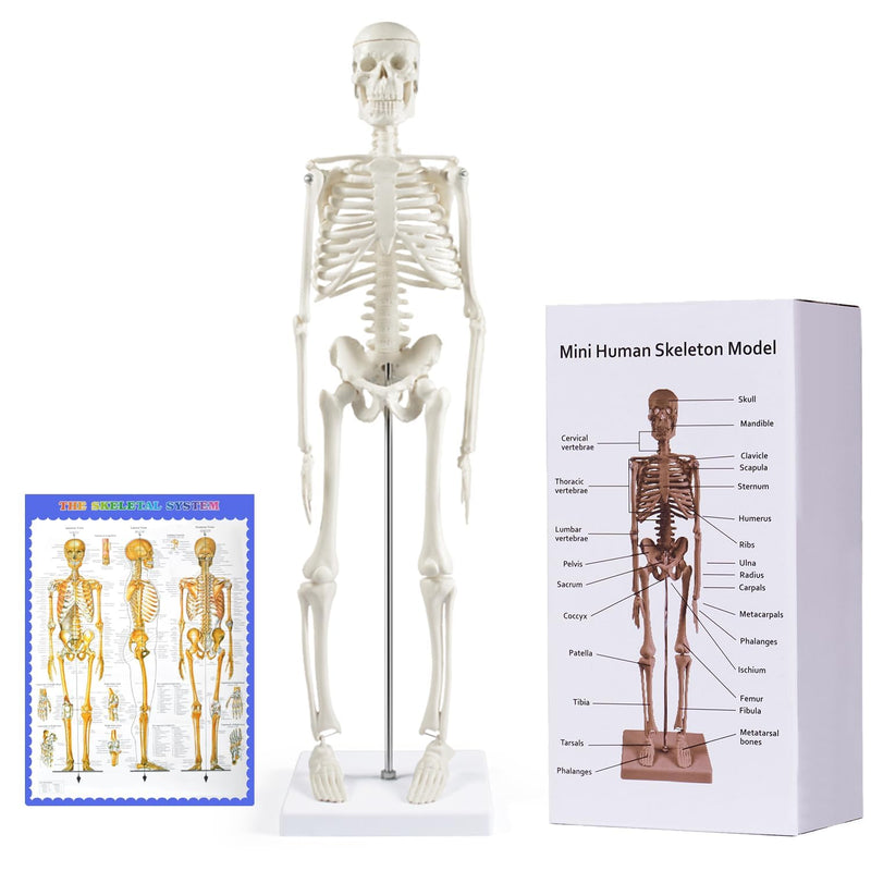 breesky Human Skeleton Model for Anatomy: 17” Human Skeleton Model with Movable Arms and Legs - Scientific Model for Study and Display 17 Inch Human Anatomy Skeleton - 1 Pack