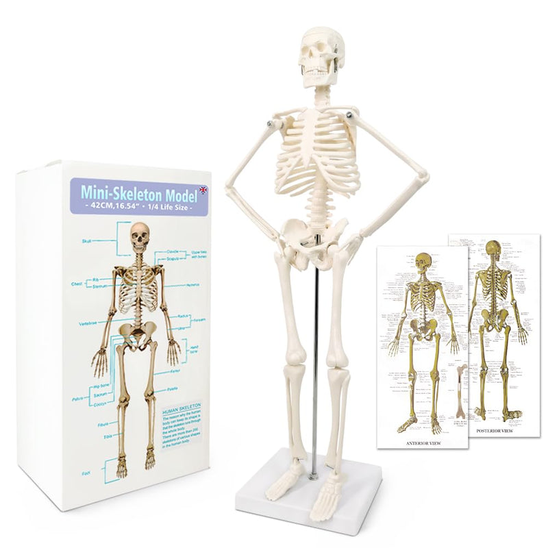 NEW HORIZON 17.7“ Human Skeleton Model for Anatomy,Movable Arms Legs Bones Structures,Whole Spine Ribs Skeleton Model,Suitable for Study Display Artificial Limbs for Medical Instruction Purposes