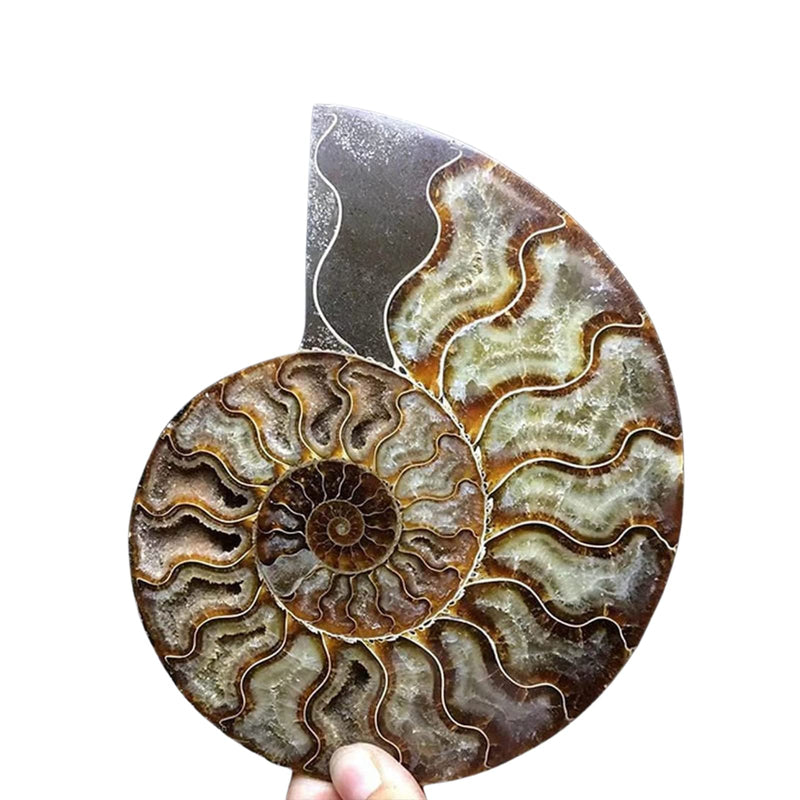 Natural Beautiful Ammonite Fossil Conch Specimen Collectibles Home Decor Gifts Ornament (6-7in) 6-7in