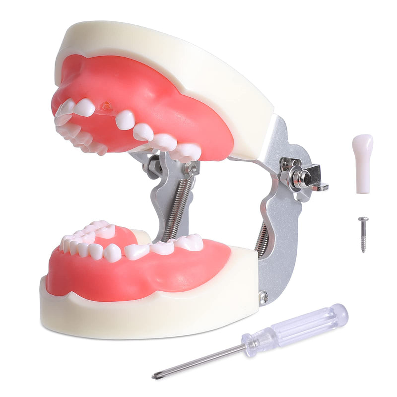 Child Typodont Teeth Model - Pediatric Standard Deciduous Tooth Model with 24pcs Removable Teeth Compatible with Kilgore Nissin for Teaching Study and Practice Plus Free Small Screwdriver